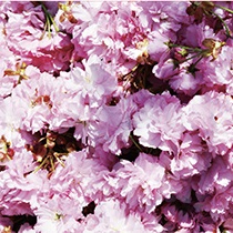 ビネガージャム桜