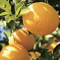飲む酢・デザートビネガー・甘夏