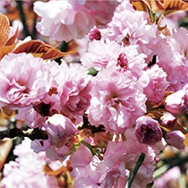 桜の酢